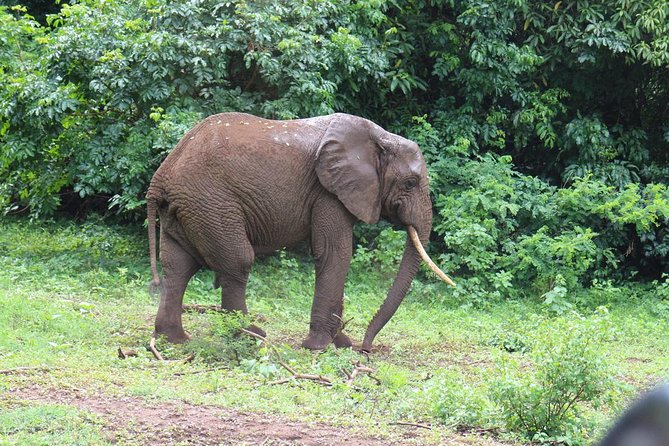 Lake Manyara Guided Day Tour From Arusha - Pricing Structure