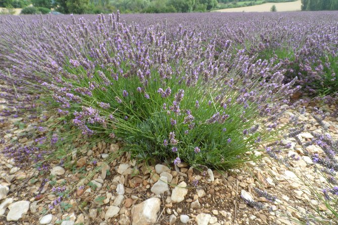 Lavender Tour Sault From Marseille - Sampling Local Products
