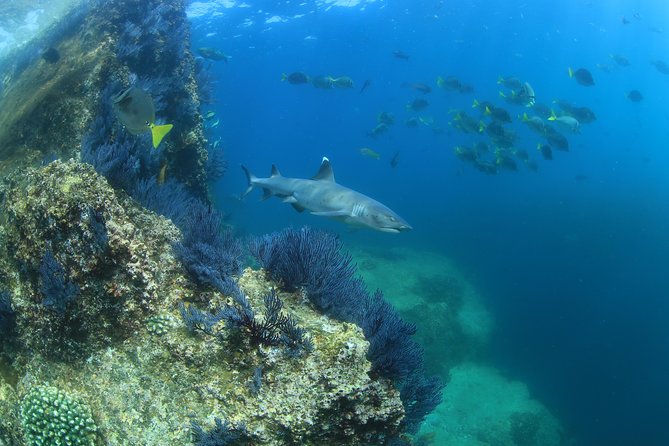 Learn to Scuba Dive in Cabo San Lucas With PADI - Training and Certification Process