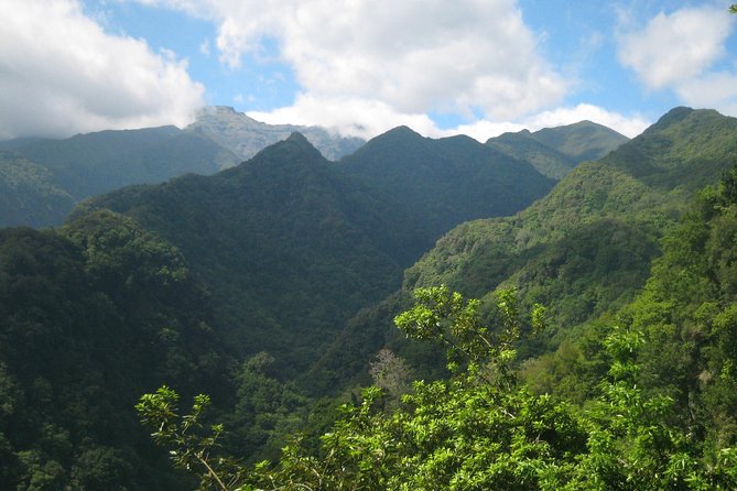 Levada Do Rei - Ribeiro Bonito (Full Day Walk) - Laurissilva Forest Exploration