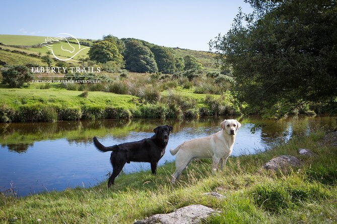 Liberty Trails - Dartmoor Horseback Adventures - Traveler Photography and Experiences