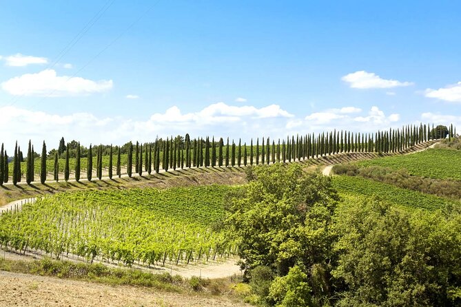 Livorno Shore Excursion: Bolgheri and Supertuscan Private Tour - Customer Reviews and Ratings