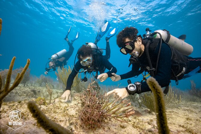 Local Dive in Playa Del Carmen - Certified Diver Dive Spots