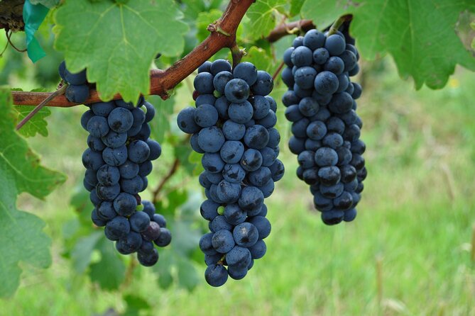 Local Vineyard Tour & Wine Tasting at the Independence Valley - Group Size