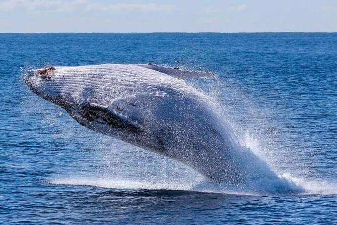 Los Cabos Private Yacht Whale Watching Tour, Snorkel and Drinks - Accessibility and Safety