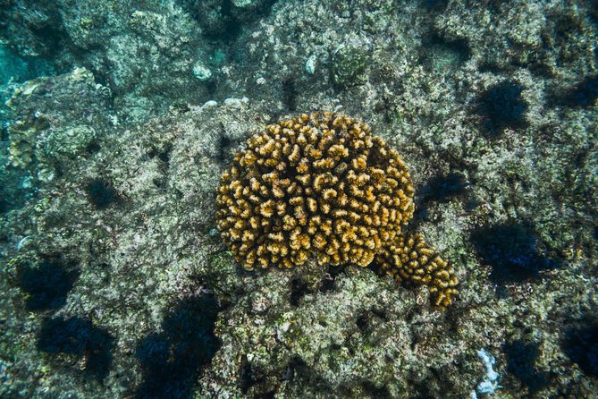 Los Cabos Snorkeling Tour to Chileno Bay and Santa Maria Cove - Meeting Points