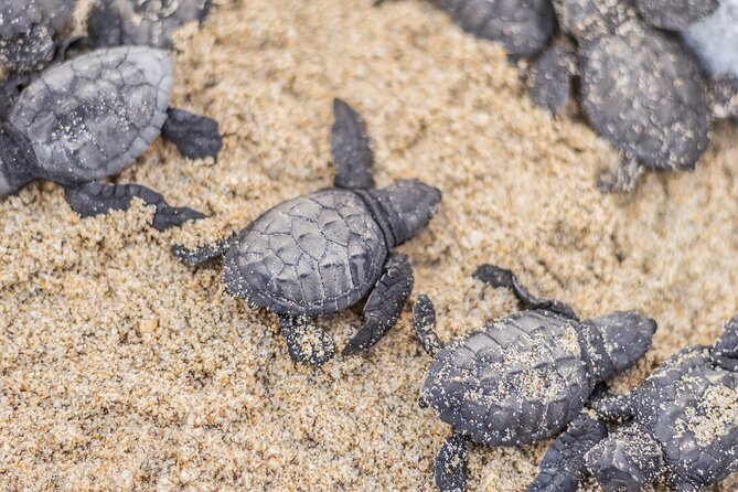 Los Cabos Turtle Release Conservation Program - Turtle Life Cycles and Conservation