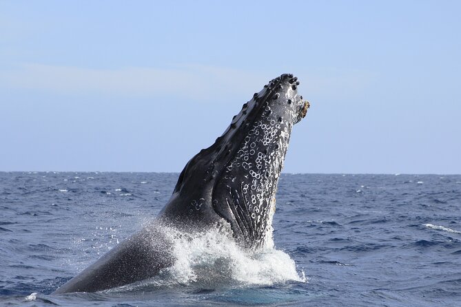 Los Cabos Whale Watching (Transportation and Pictures Included) - Knowledgeable and Friendly Staff