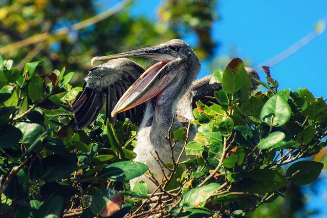 Los Haitises National Park - Hiking in Rain Forest + Private Boat to Caves - Highlights of the Tour