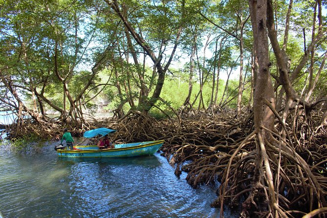 Los Haitises National Park Tour From Punta Cana, Redonda Mountain & Caño Hondo - Booking and Contact