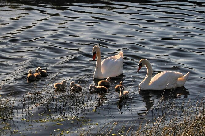 Lough Corrib History and Scenic Lake Cruise From Lisloughrey Pier Tour - Guidelines for Booking and Cancellations