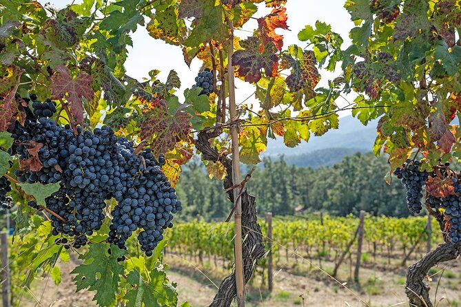 Lucca: Self-Guided Bike Tour + Picnic in the Vineyards - Meeting and End Points