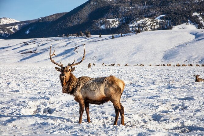 Luxury 1/2 Day Winter Grand Teton Tour & Sleigh Ride - Inclusions and Recommendations