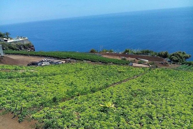 Madeira Farm Tour With Countryside Lunch  - Funchal - Guest Reviews and Ratings