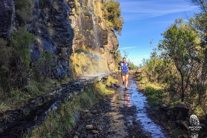 Madeira: Laurisilva Private or Small-Group Running Tour  - Funchal - Laurisilva Forest Exploration