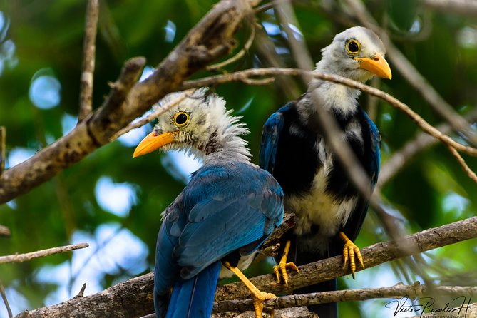 Mahahual and Costa Maya Birdwatching - Diverse Habitats Exploration