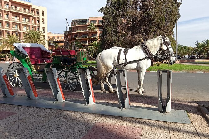 Majorelle-Menara Garden & the Yves Saint Laurent Museum Horse Carriage Tours - Customer Feedback