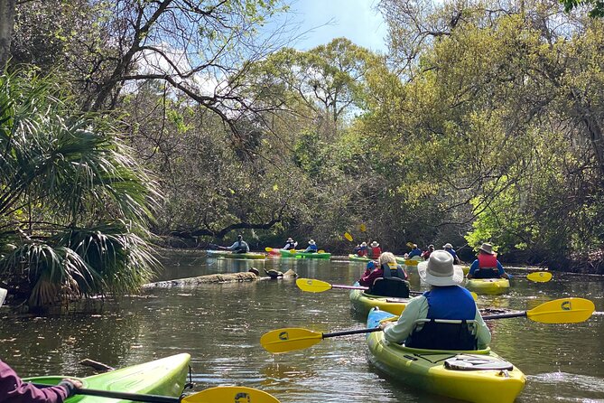 Manatee and Dolphin Kayak Tour - Wildlife Sightings