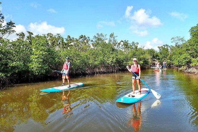 Mangrove SUP Safari - Pricing and Booking Information
