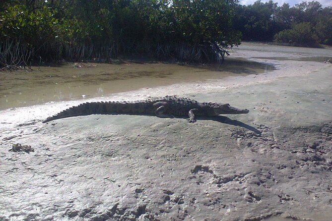 Mangroves Paddling Tour and Sunset - Frequently Asked Questions