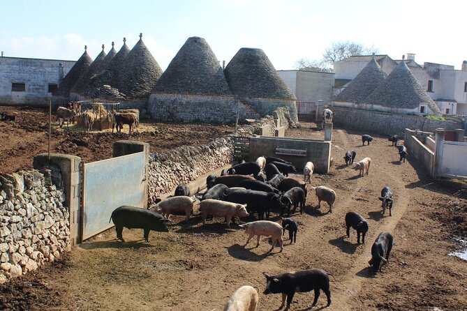 Martina Franca E-Bike Tour . Visit a Breeding and a Dairy Farm - Accessibility and Participation