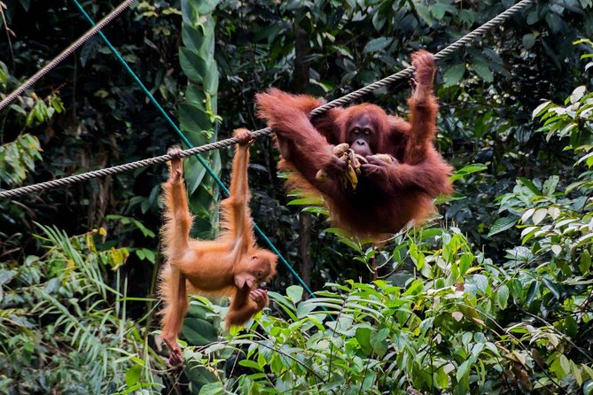 Semenggoh Wildlife Centre