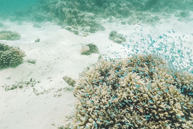 Mauritius : Ile Aux Cerfs Speed Boat Trip With BBQ and Drinks - Frequently Asked Questions