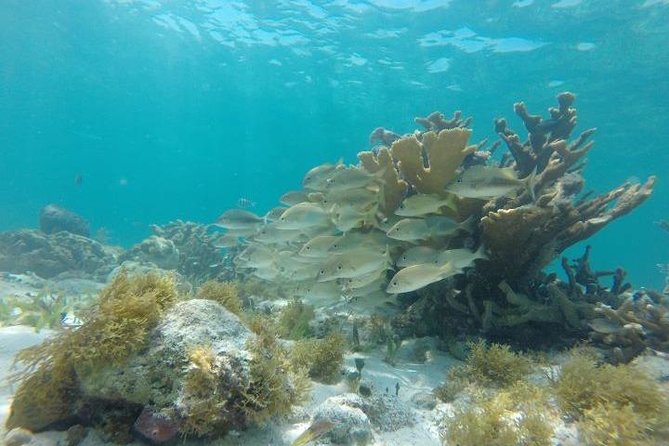 Mayan Jungle Tour: Speed Boat, Snorkel and Snack - Reviews and Experiences