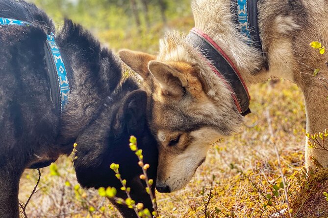 Meet Taivas & the Arctic Wolves - Private Tour - Encounter With Taivas