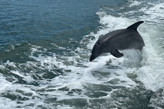 Miami Beach Swim and Dolphin Sightseeing Cruise Aboard a Yacht - Traveler Reviews Breakdown