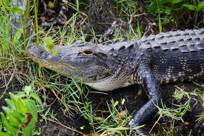 MIAMI: Everglades Airboat and Wildlife Sanctuary - Customer Experiences and Feedback