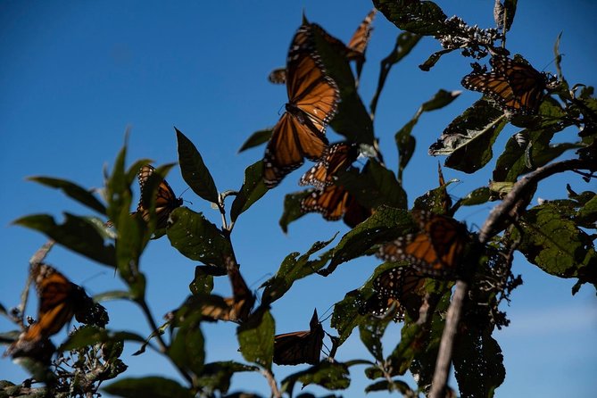 Monarch Butterfly Tour (Departing From Morelia) - Booking and Pricing Information