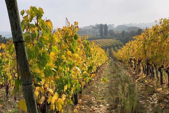 Montepulciano: Wine Tour and Tasting - The Aging Process of Wines