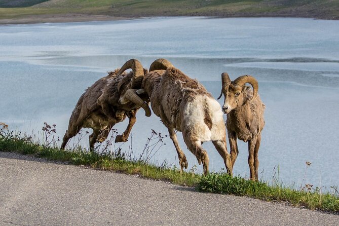 Morning Jasper National Park Wildlife Tour - Viewing Opportunities and Highlights