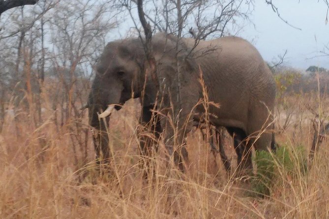 Morning Kruger National Park Safari - Safari Experience