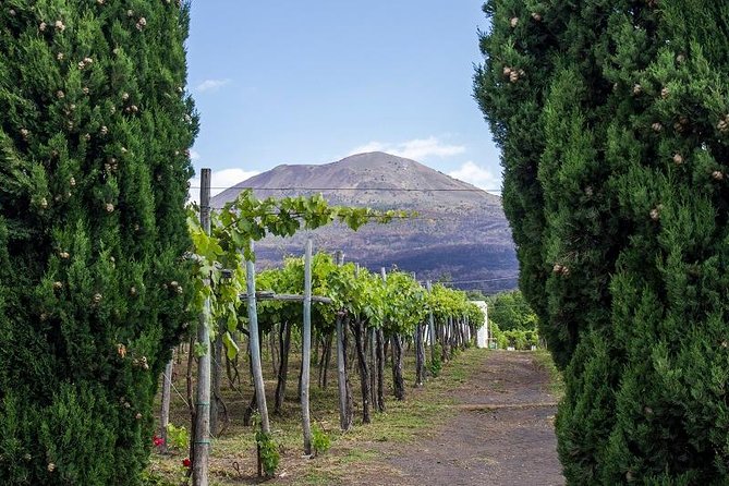Mount Vesuvio Organic Wine Tasting & Lunch With Transfer From Amalfi Coast - Winery Tour