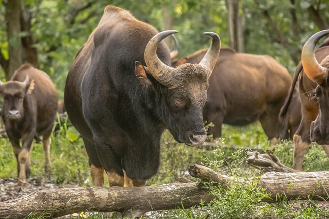 Mudumalai Wildlife Heaven From Bangalore - Pricing Details and Offers