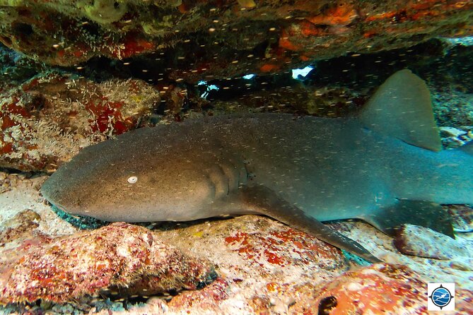 MUSA Museum and Colorful Reef 2 Tank Dive-Certified Divers - Group Size and Cancellation Policy