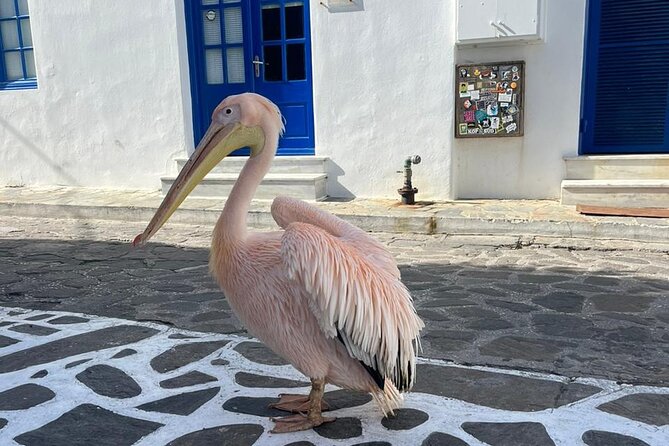Mykonos Semi Private Bus Tour in English Spanish - Lowest Price Guarantee