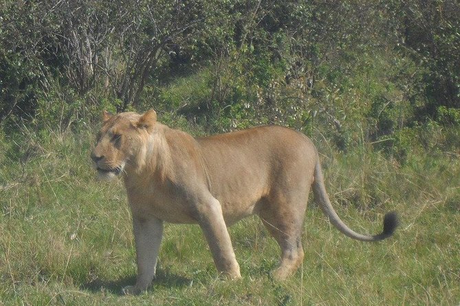 Nairobi National Park 1.p.m Game Drive - Pricing Details