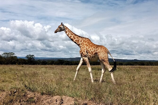 Nairobi National Park 6 Am Group-Joining Game Drive - Preparing for the Adventure