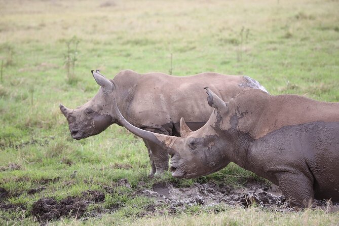 Nairobi National Park and Giraffe Centre Guided Safari Tour - Accessibility and Traveler Information