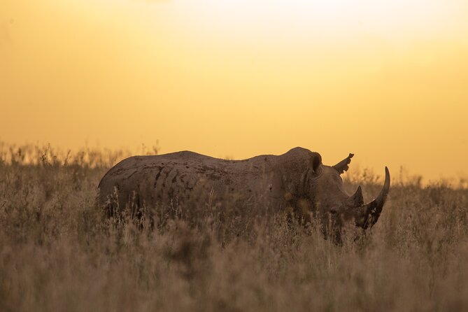Nairobi National Park Day Tour - Wildlife Spotting Opportunities