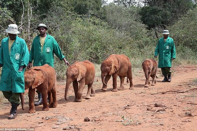 Nairobi National Park, Elephant Orphanage, Giraffe Centre Tour - Communication and Pickup