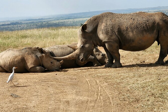 Nairobi National Park Elephants and Giraffe Center Tour - Accessibility Information