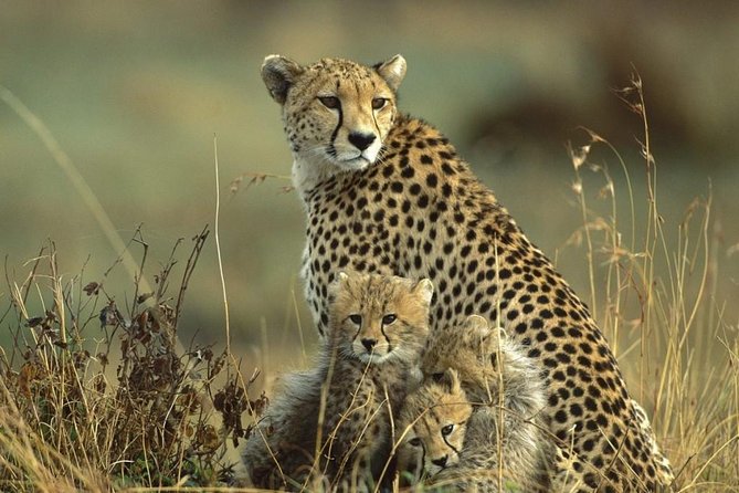 Nairobi National Park, Giraffe Center and Museum Day Tour - Cancellation and Reviews