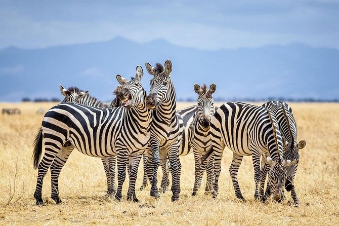 Nairobi National Park Tour - Accessibility Options