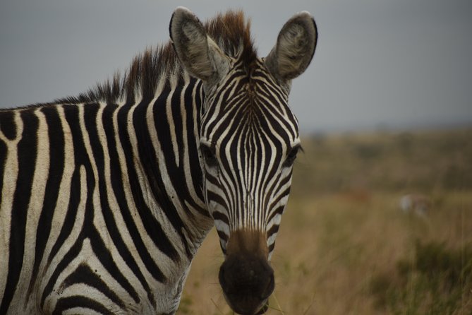 Nairobi National Park Tour - Wildlife Encounters