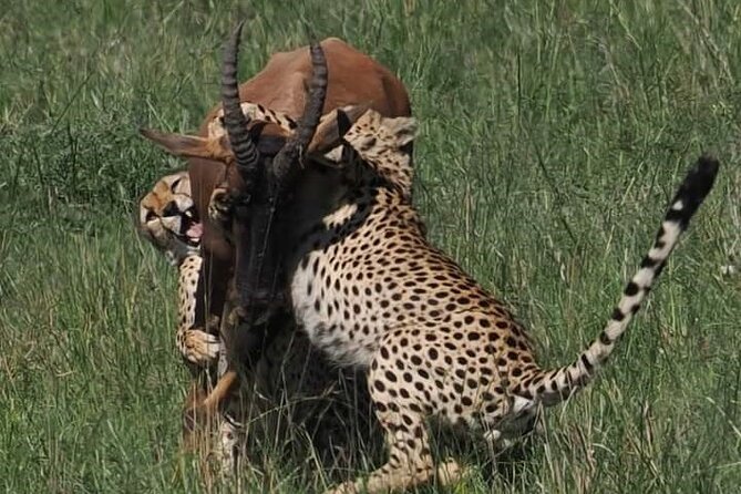 Nairobi Park Wildlife Safari - Traveler Recommendations and Reviews