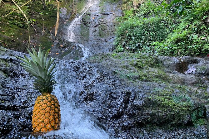 Nature Hike to Waterfall - Pricing and Availability